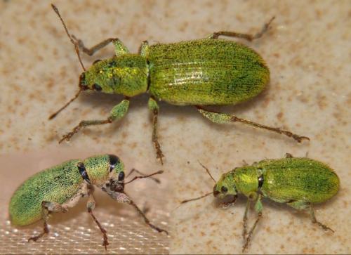 Réf. 232 075 : Pachyrhinus lethierryi
